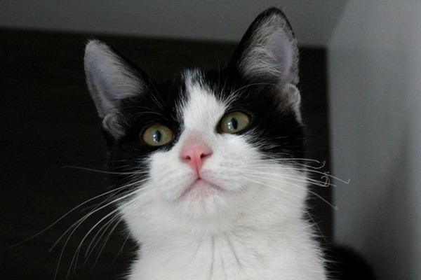 Chat