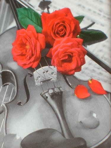 Roses sur un violon