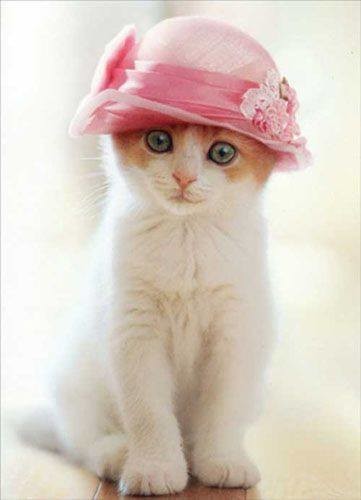 Chat