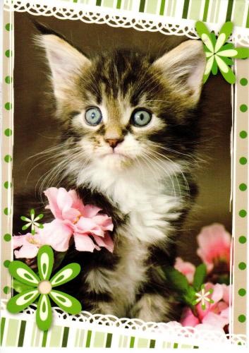 Résultat de recherche d'images pour "bonne semaine chaton gif"