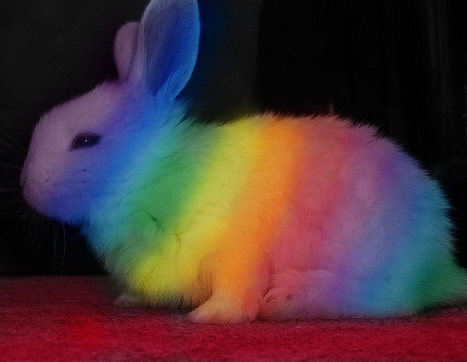 Lapin arc en ciel